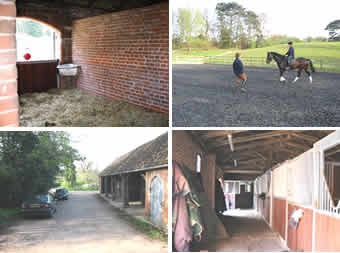 A selection of pictures of the yard